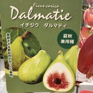 【春のP還元対象商品】イチジク ダルマティー 4号ロング 1年生 挿木苗｜果樹10-TU