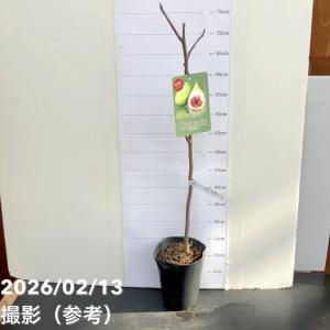 イチジク ダルマティー 4号ロング 1年生 挿...の詳細画像1