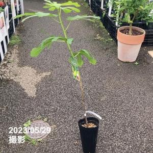 イチジク ダルマティー 4号ロング 1年生 挿...の詳細画像4