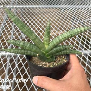 おしゃれ 観葉植物：サンスベリア ホワイトスノー*サンセベリア : 遊恵