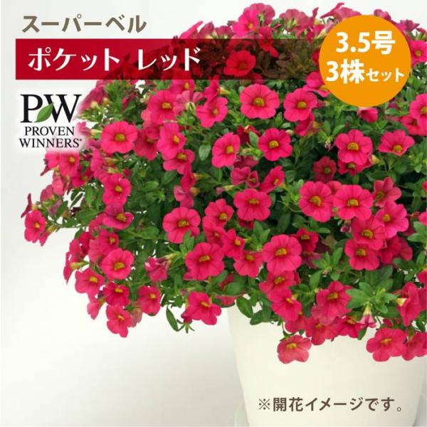PW スーパーベル ポケット レッド 3.5号×3株セット カリブラコア ｜草花04-PA