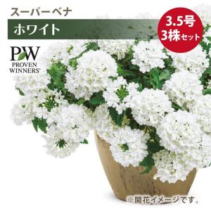 クリスマスローズ　ダーク系ddとホワイトグリーン系dd　２種類セット　開花株 クリスマスローズ開花株 DDホワイトフラッシュ 079 現品限り : 金井