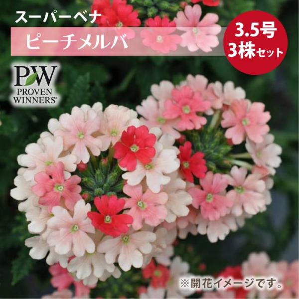 PW スーパーベナ ピーチメルバ 3.5号×3株セット バーベナ ｜草花04-PA