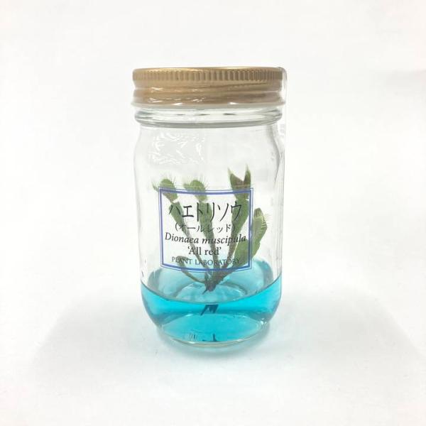 ビンの中で育む植物 植物ラボ ハエトリソウ（※）: Dionea muscipula &apos;All re...