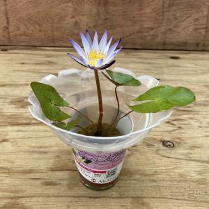 ビービーツリー 3号ポット苗 爆買いweek : 苗木部 花ひろばオンライン