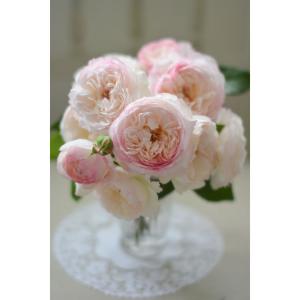 送料無料 パニエ 新苗4号鉢 鉢植え バラ 薔薇 河本バラ園 ローズ ドゥ