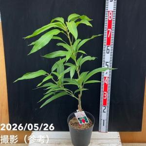 マンゴーの木 アーウィン 1年生接木苗 4.5号ポット苗 沖縄県産 : 苗木