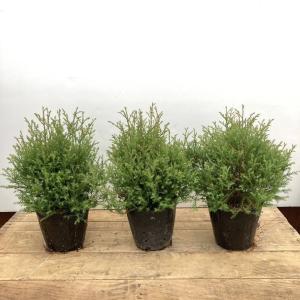 ムーングロー 10号 コニファー 観葉植物 インテリア 鉢植え