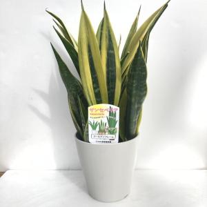 激レア！現品お届け】サンスベリア 6号 スノーホワイト（S179