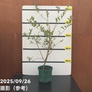 ブルーベリー ブライトウェル 株立ち 約1.5m 規格販売品 特大 植木