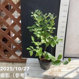 ブルーベリー 苗木 （ 3年生 ） 4.5号ポット苗 【 送料無料 】 2