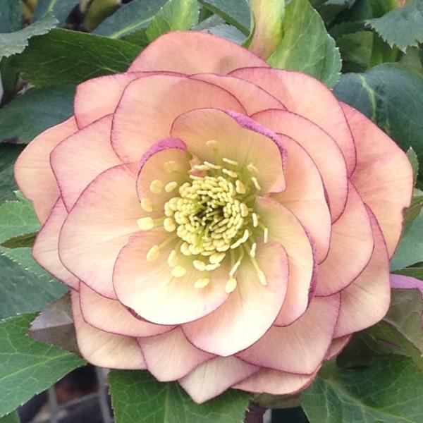 クリスマスローズ 伊勢みやび 3.5号 夕凪｜山野01-D1