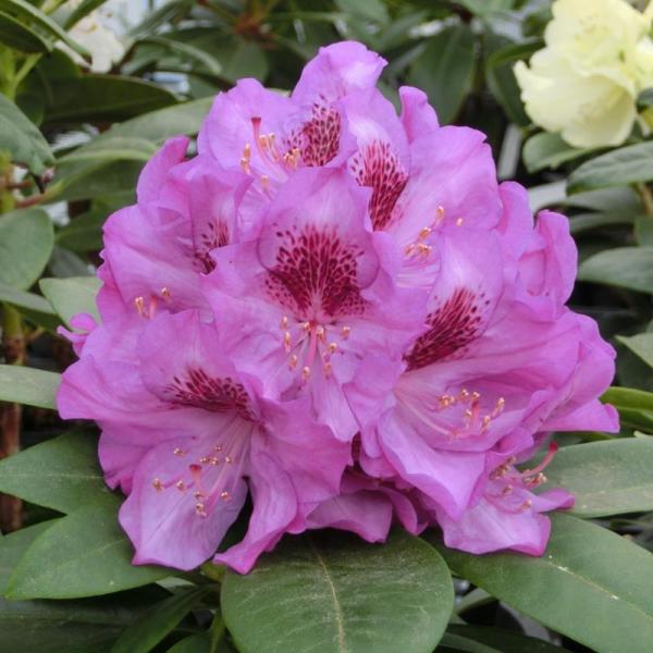 シャクナゲ スーパーローディー 3.5号 エウロパ｜花木01-D1