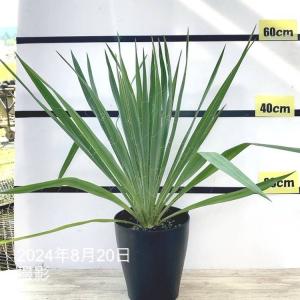 ユッカ ロストラータ ブルーベルベット （5寸鉢植え） : 日本花卉