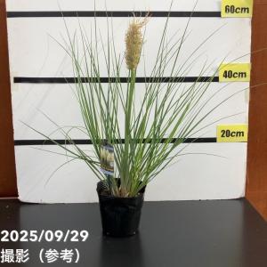 ミニパンパスグラス タイニーパンパ 5号 PVP｜草花10-TU｜赤塚植物園ヤフー店
