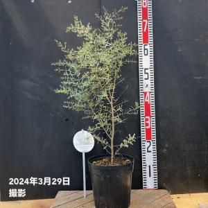 【予約】ユーカリグニー フランスブルー レンガ...の詳細画像3