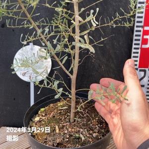 【予約】ユーカリグニー フランスブルー レンガ...の詳細画像4