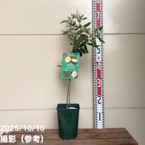 【予約】フェイジョア デンズチョイス 4号 ※...の詳細画像1