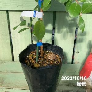 【予約】フェイジョア デンズチョイス 4号 ※...の詳細画像3