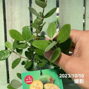【予約】フェイジョア デンズチョイス 4号 ※...の詳細画像4