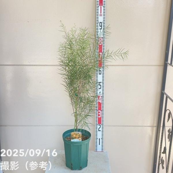 アカシア フェニックスゴールド 6号ロングスリット鉢｜花木04-PA