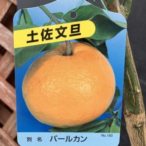 チャンドラポメロ 3年生 苗木 21cm 7号 ポリポット入り チャンドラポメロ】 素掘り苗 1年生接木苗 雑柑 ※納期指定:発送予定