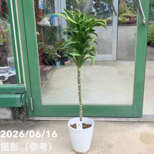 観葉植物♡ドラセナ ワーネッキー【ジェイドジュエル】 ドラセナ ワーネッキー ジェイドジュエル 6号｜観葉04-PA : 赤塚植物園