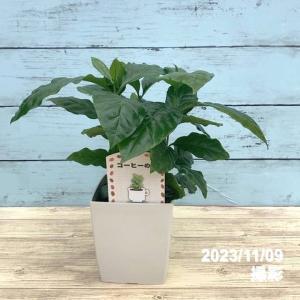 コーヒーの木 7号【観葉植物 7寸 大型 おしゃれ 新生活 インテリア