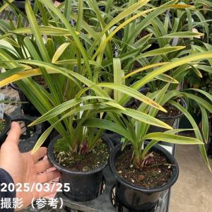 ＜花芽付き＞キンリョウヘン 4号（品種お任せ）｜ミツバチ蘭｜洋蘭10-TU