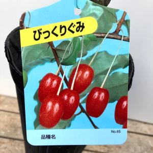 グミ 苗木 【グミ2品種 受粉相性OKセット ビックリグミ × 夏グミ】 1 