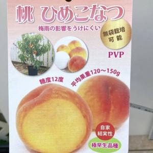 桃 苗木 ひめこなつ 3年生接木1m大苗 産地で剪定済 1.0m苗 登録品種