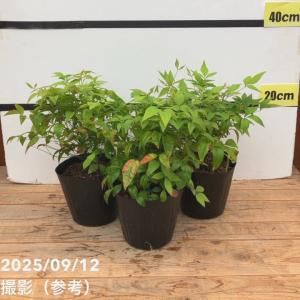 オタフクナンテン 5号×3鉢セット ※お届けに10日程度かかる場合がございます。｜花木10-TN