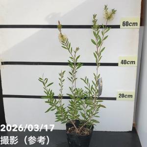 カリステモン ウィルダネスホワイト 花木苗 8号/1個売り ブラシノキ