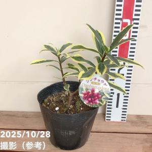 特選庭木・植木：斑入り沈丁花 前島 大株* 樹高40cm 圧倒的美しさ