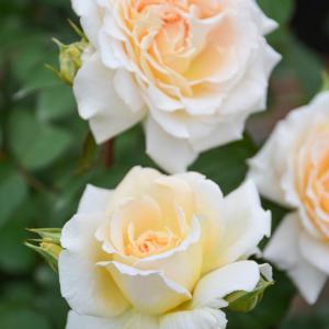 バラ大苗 ベルスーズ 7号 ロサ・オリエンティス｜花木04-PA : 赤塚