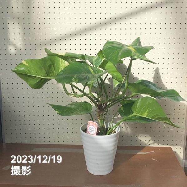 【限定3鉢】ポトス グランデ 7号｜観葉04-PA
