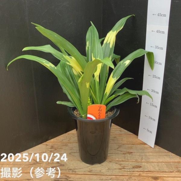 【期間限定ストアポイント10倍！】万年青（オモト）5.5号 宝船おもと 宗石｜観葉10-TU