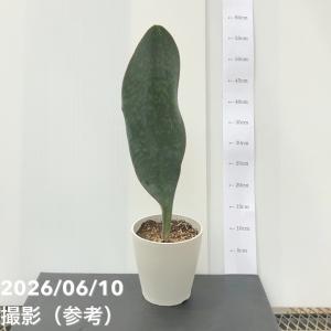 サンスベリア 5号 マッソニアナ（1枚葉）白プラ鉢仕様｜観葉02-D2