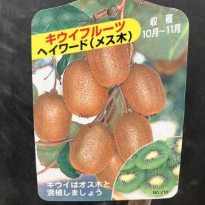 キウイフルーツ 白雪姫 （メス） 4.5号(13.5cm) ポット苗 果樹苗木