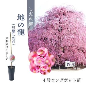 数量限定】鈴鹿の森庭園 しだれ梅名木「八重月影しだれ」接ぎ木苗 4号