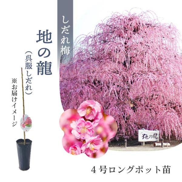 【数量限定】鈴鹿の森庭園 しだれ梅名木「地の龍（呉服しだれ）」接ぎ木苗 4号ロングポット苗 1年生苗...