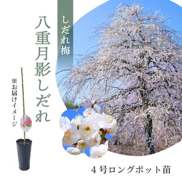 【NEW！数量限定】鈴鹿の森庭園 しだれ梅名木「八重月影しだれ」 接ぎ木苗 4号ロングポット苗 ｜花...