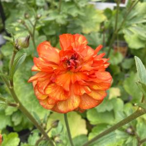 ラナンキュラス ランドセルシリーズ 3.5号 サラセレネ