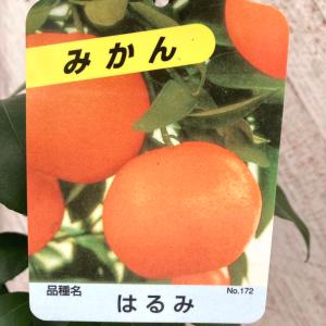 みかん 苗木 【西南のひかり （せいなんのひかり） ［登録品種］】 3