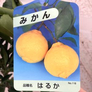 香水レモン（パキスタンレモン） ：果樹苗 柑橘苗 苗木 接木 苗 みかん