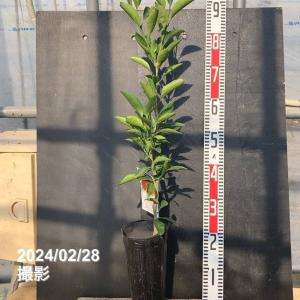 みかん 苗木 ゆら早生 温州みかん 3年生接木大苗 産地で剪定済 1.0m苗