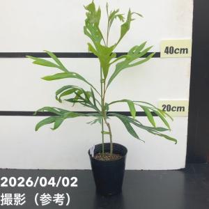 ディクソニア アンタルクティカ 4号ポット苗 爆買いweek : 苗木部 花