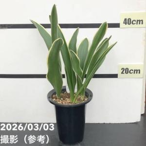 万年青 オモト あけぼのおもと 宗石 5.5号鉢サイズ 鉢植え 曙 薫る花