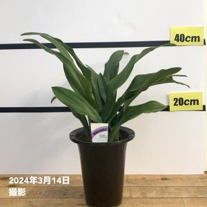 オモト 万年青 5号 斑入り 現品4 観葉植物 室内用 引っ越し 縁起物