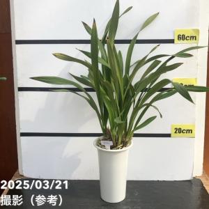 ラン キンリョウヘン 1株 : 花と緑 国華園 - 通販 - Yahoo!ショッピング 